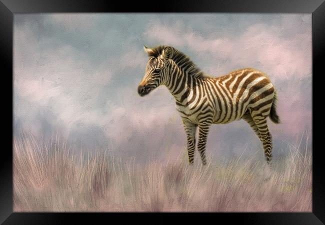 Baby zebra Framed Print by David Owen