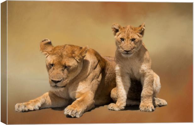Mother and cub lions Canvas Print by David Owen