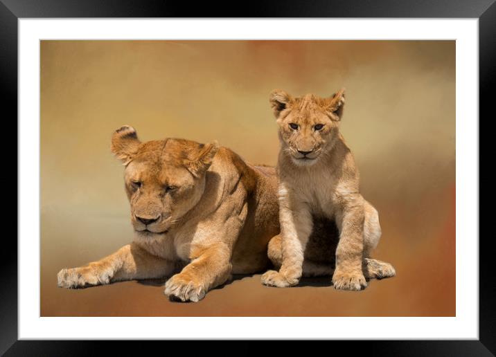 Mother and cub lions Framed Mounted Print by David Owen