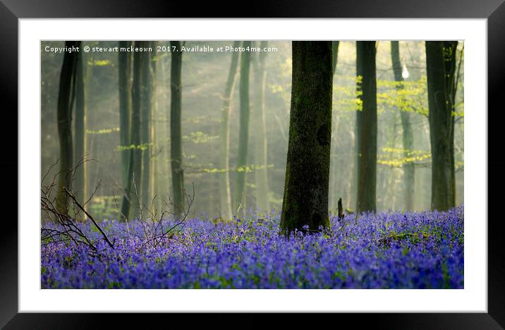 Bluebell Carpet Framed Mounted Print by Stewart Mckeown