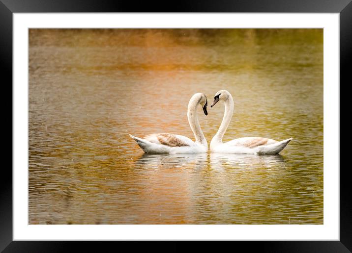 Swan love Framed Mounted Print by David Martin