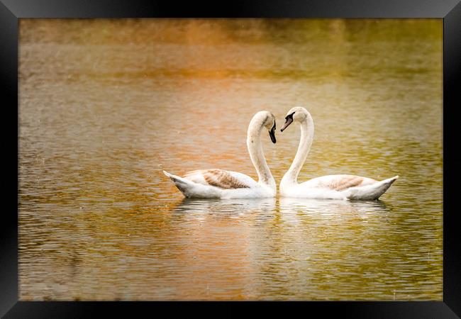 Swan love Framed Print by David Martin