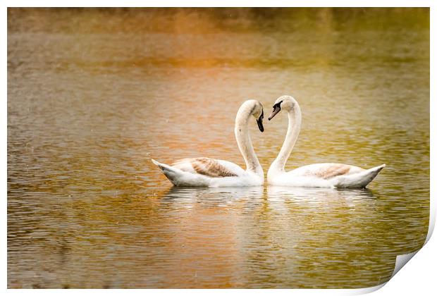 Swan love Print by David Martin