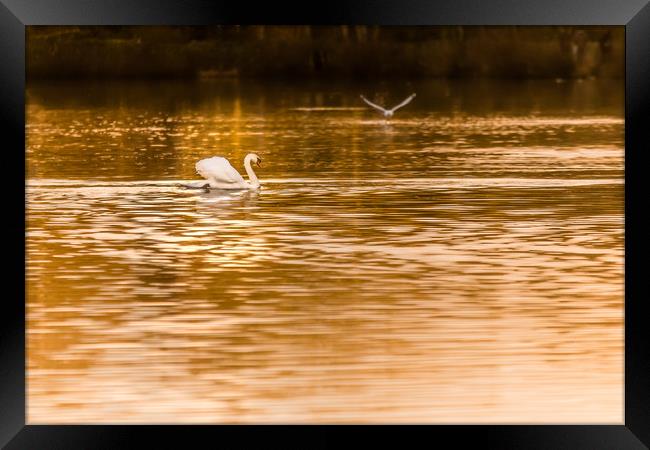 Swan Lake Framed Print by David Martin