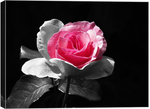 Rose Hint of pink Canvas Print by Donna Collett