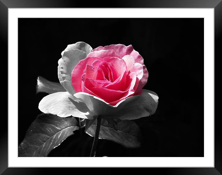 Rose Hint of pink Framed Mounted Print by Donna Collett