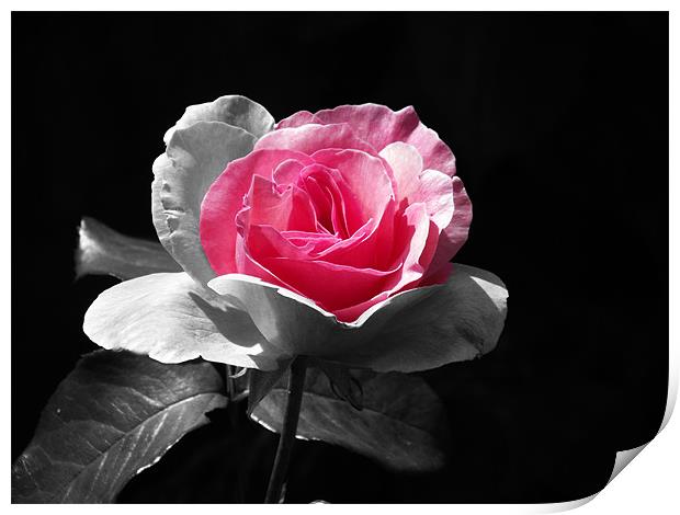 Rose Hint of pink Print by Donna Collett