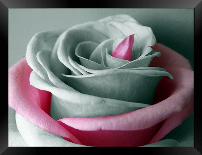 B&W Rose - Pink Highlights Framed Print by Donna Collett