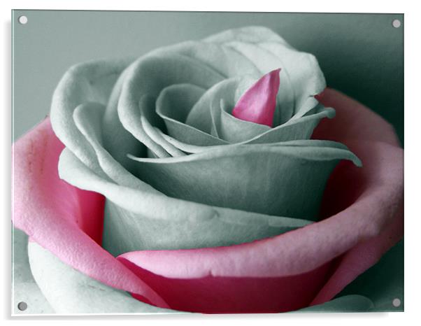B&W Rose - Pink Highlights Acrylic by Donna Collett