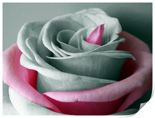 B&W Rose - Pink Highlights Print by Donna Collett