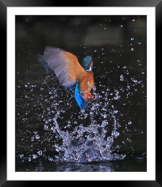 Kingfisher emerging...........small sizes Framed Mounted Print by Linda Lyon