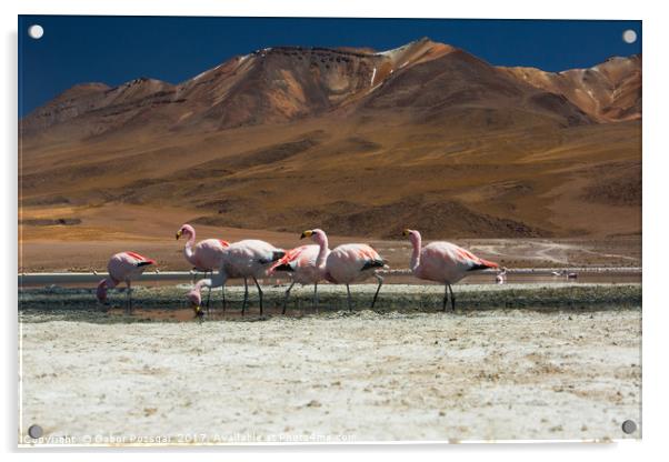 Laguna Colorada, Andes, Bolivia Acrylic by Gabor Pozsgai