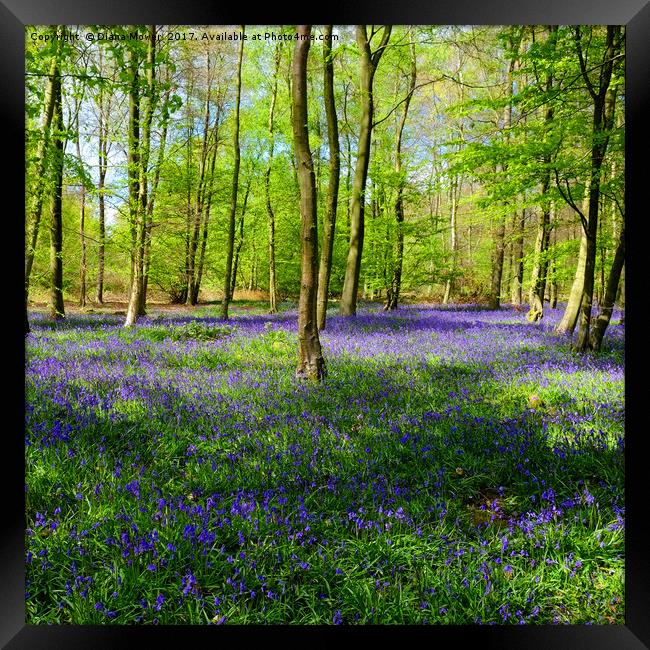 English Bluebell Wood Framed Print by Diana Mower