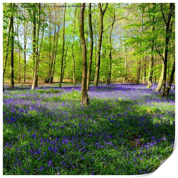 English Bluebell Wood Print by Diana Mower