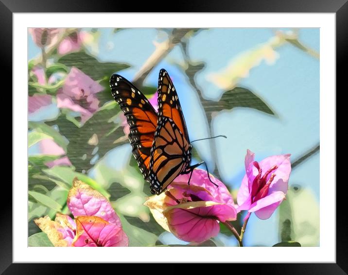 Butterfly Beauty Framed Mounted Print by Beryl Curran