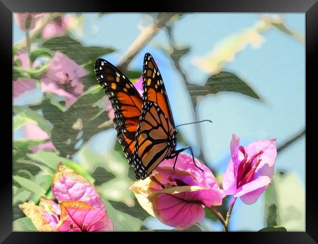 Butterfly Beauty Framed Print by Beryl Curran