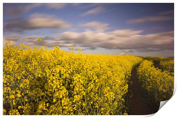 Field Of Rape Print by Sandra Kepkowska