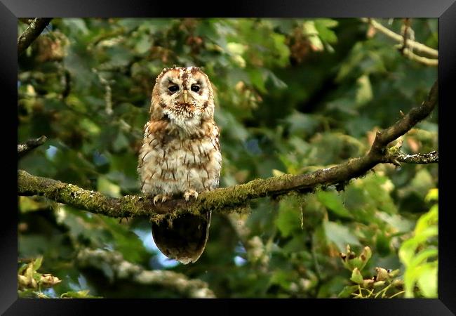 Tawny Owl Framed Print by Linda Lyon