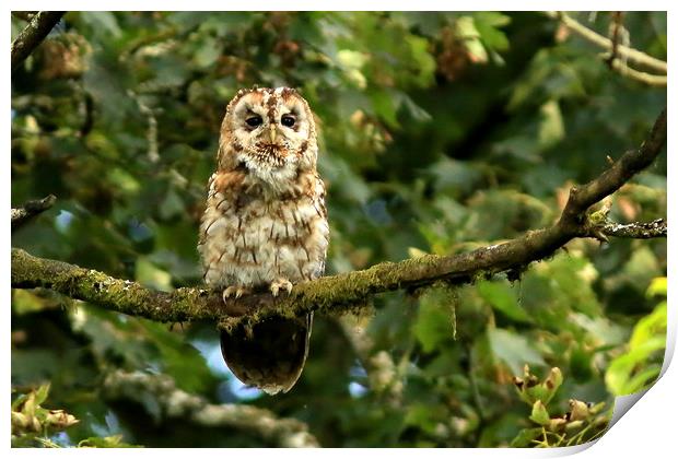 Tawny Owl Print by Linda Lyon