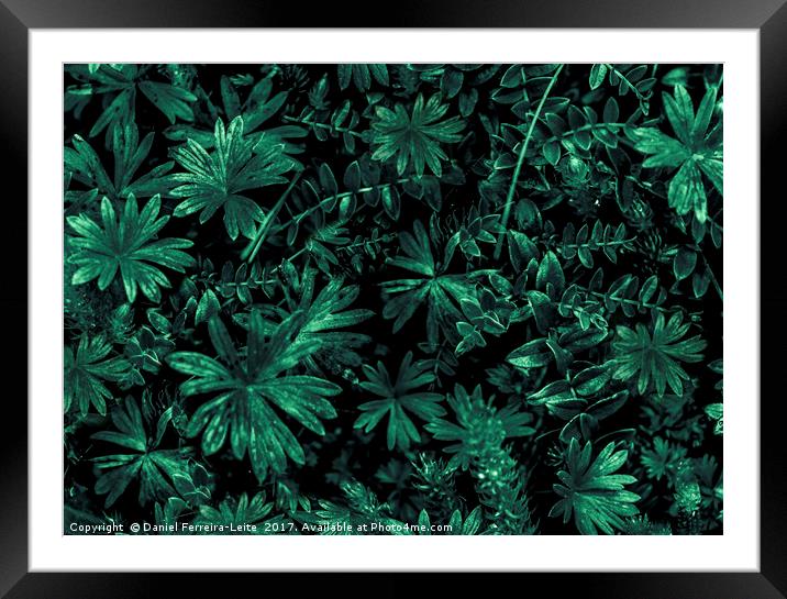 Dark Flora Photo Framed Mounted Print by Daniel Ferreira-Leite
