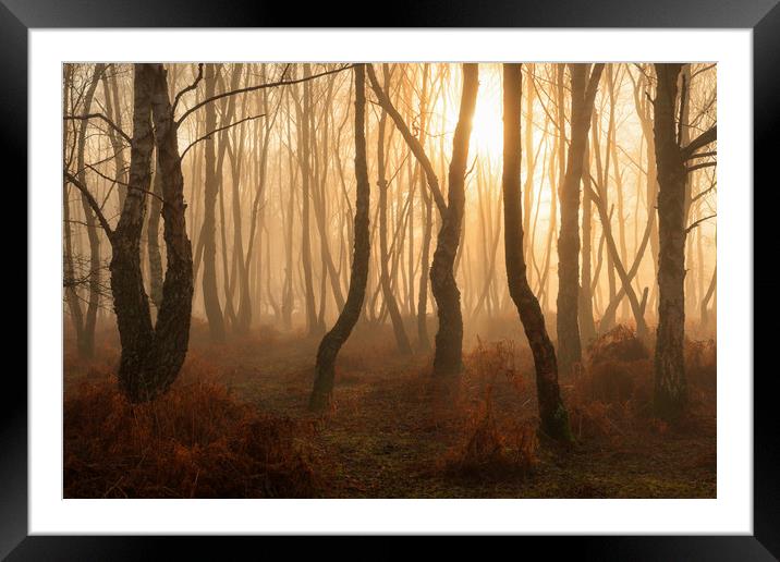 Denny Wood The New Forest Hampshire Framed Mounted Print by Bob Barnes