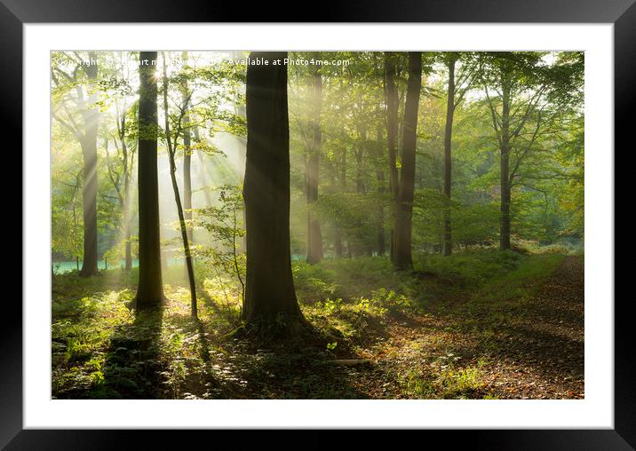 Sun Rays in the Woods Framed Mounted Print by Stewart Mckeown