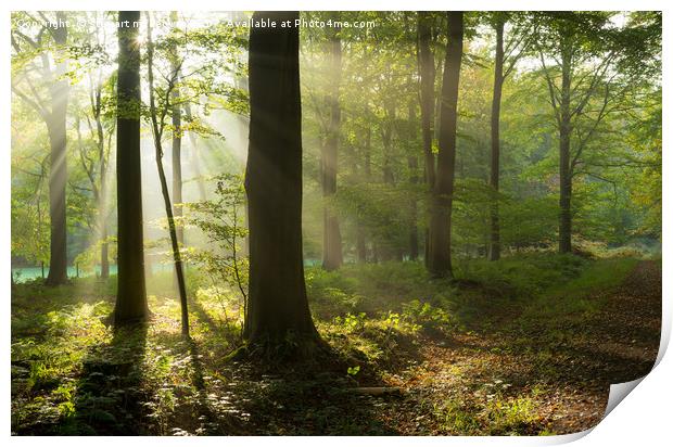 Sun Rays in the Woods Print by Stewart Mckeown