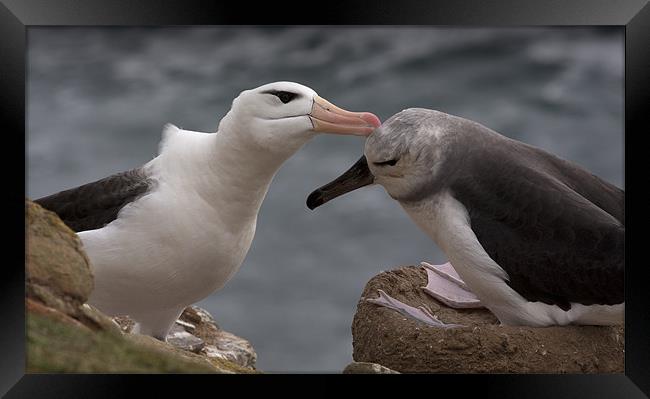 Feeding time Framed Print by Paul Davis