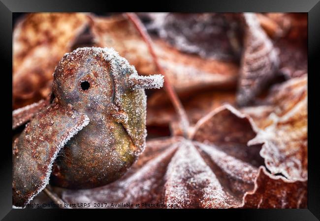 Cute frozen little bird and leaves Framed Print by Simon Bratt LRPS
