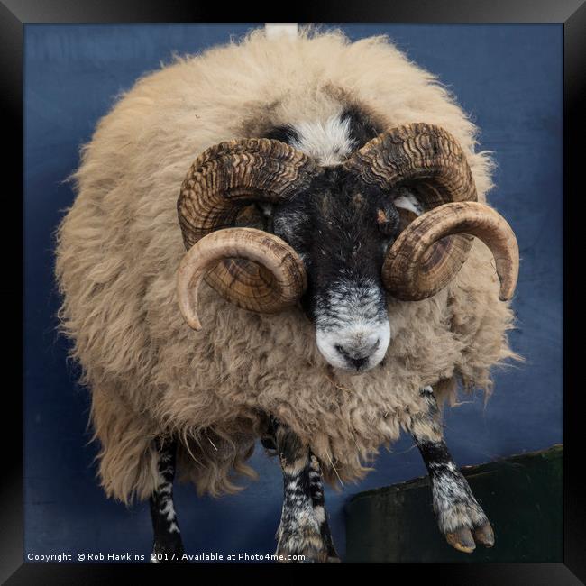 Dougal the Dancing Sheep  Framed Print by Rob Hawkins