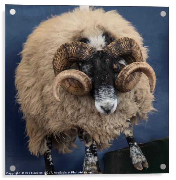 Dougal the Dancing Sheep  Acrylic by Rob Hawkins