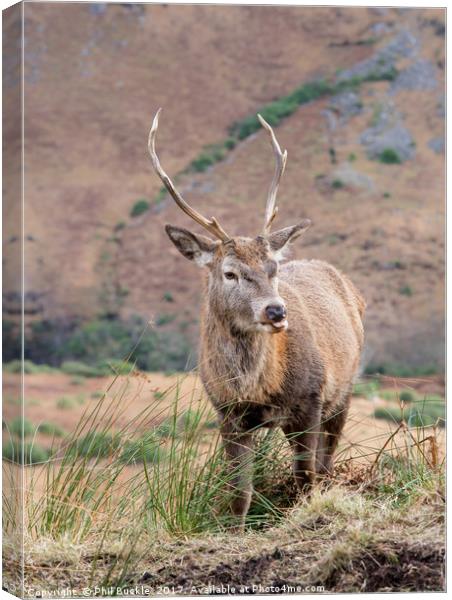 Glen Etive Stag Canvas Print by Phil Buckle