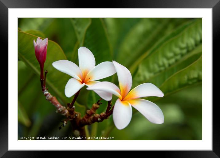 Flower of the Tropics  Framed Mounted Print by Rob Hawkins