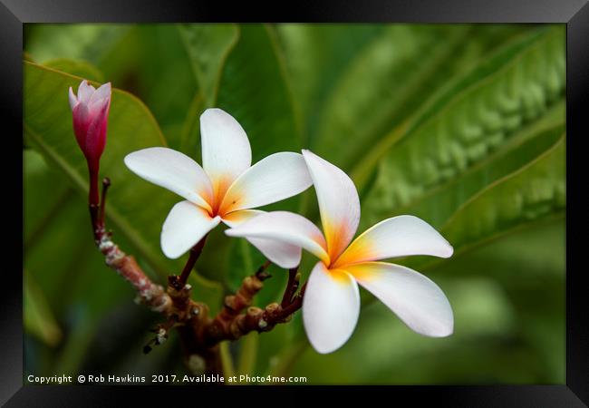 Flower of the Tropics  Framed Print by Rob Hawkins
