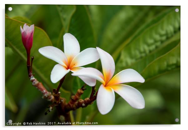Flower of the Tropics  Acrylic by Rob Hawkins