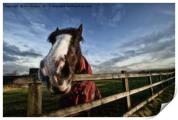 Horse in the countryside Print by Derrick Fox Lomax