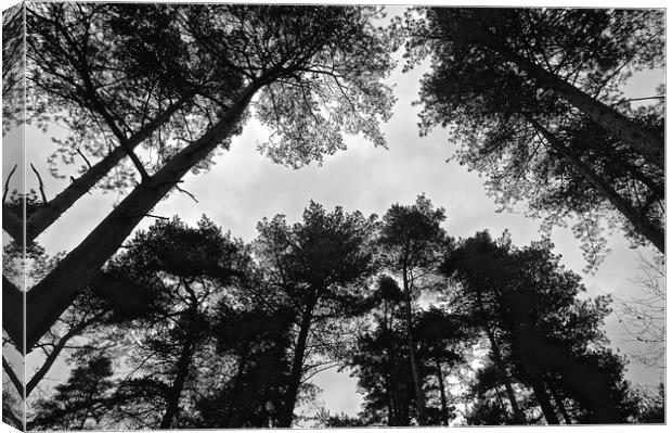  Under the tree's looking up B&W Photograph        Canvas Print by Sue Bottomley