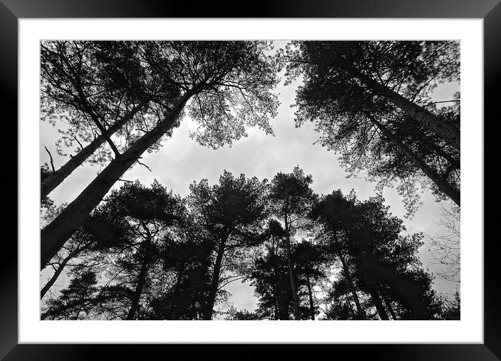  Under the tree's looking up B&W Photograph        Framed Mounted Print by Sue Bottomley