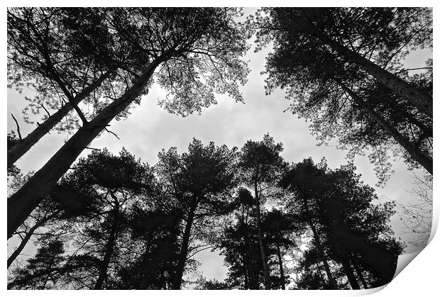  Under the tree's looking up B&W Photograph        Print by Sue Bottomley