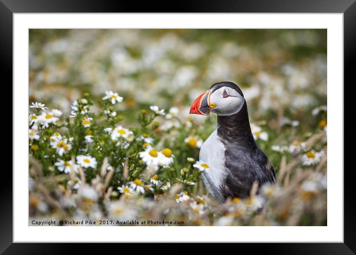 Puffin surrounded by Daisies Framed Mounted Print by Richard Pike
