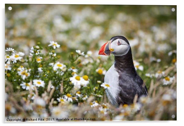 Puffin surrounded by Daisies Acrylic by Richard Pike