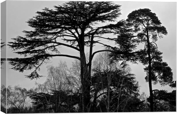 Black and White Photo of tree's in the woods       Canvas Print by Sue Bottomley