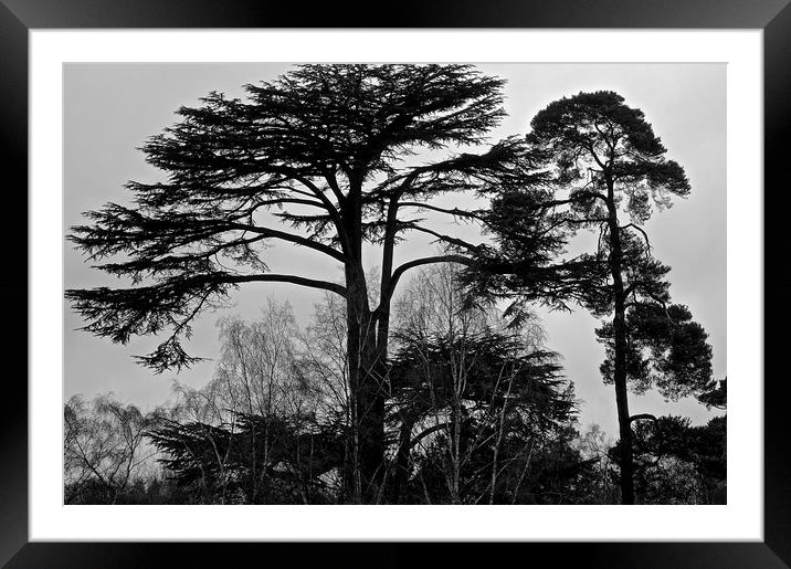 Black and White Photo of tree's in the woods       Framed Mounted Print by Sue Bottomley