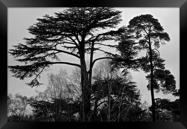Black and White Photo of tree's in the woods       Framed Print by Sue Bottomley