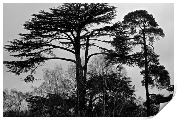 Black and White Photo of tree's in the woods       Print by Sue Bottomley