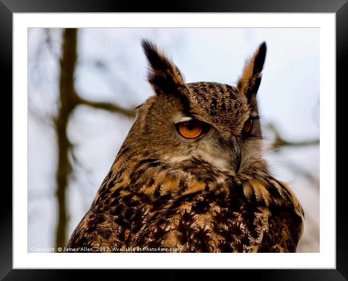 European Eagle Owl  Framed Mounted Print by James Allen