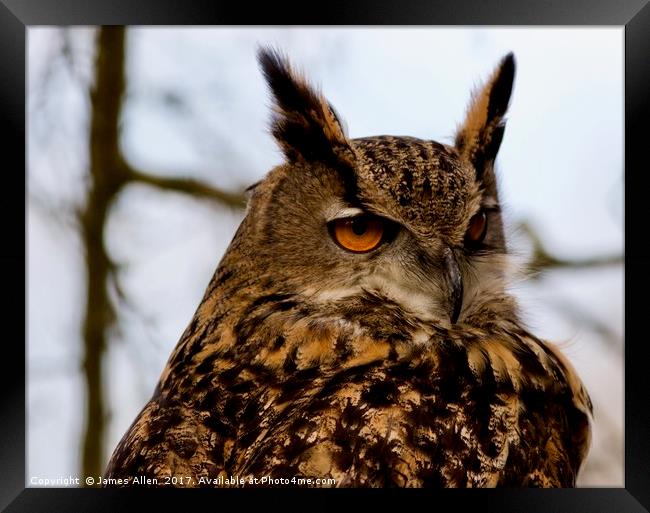 European Eagle Owl  Framed Print by James Allen
