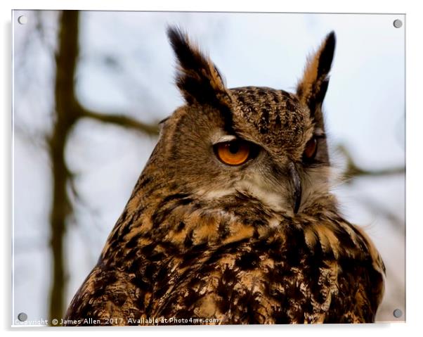 European Eagle Owl  Acrylic by James Allen