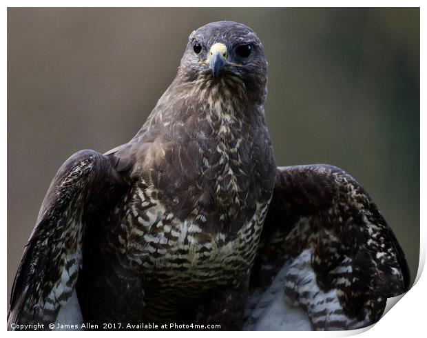 Eye Contact  Print by James Allen