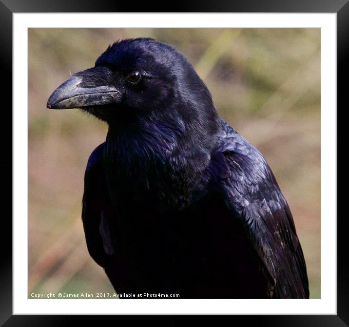 Raven  Framed Mounted Print by James Allen